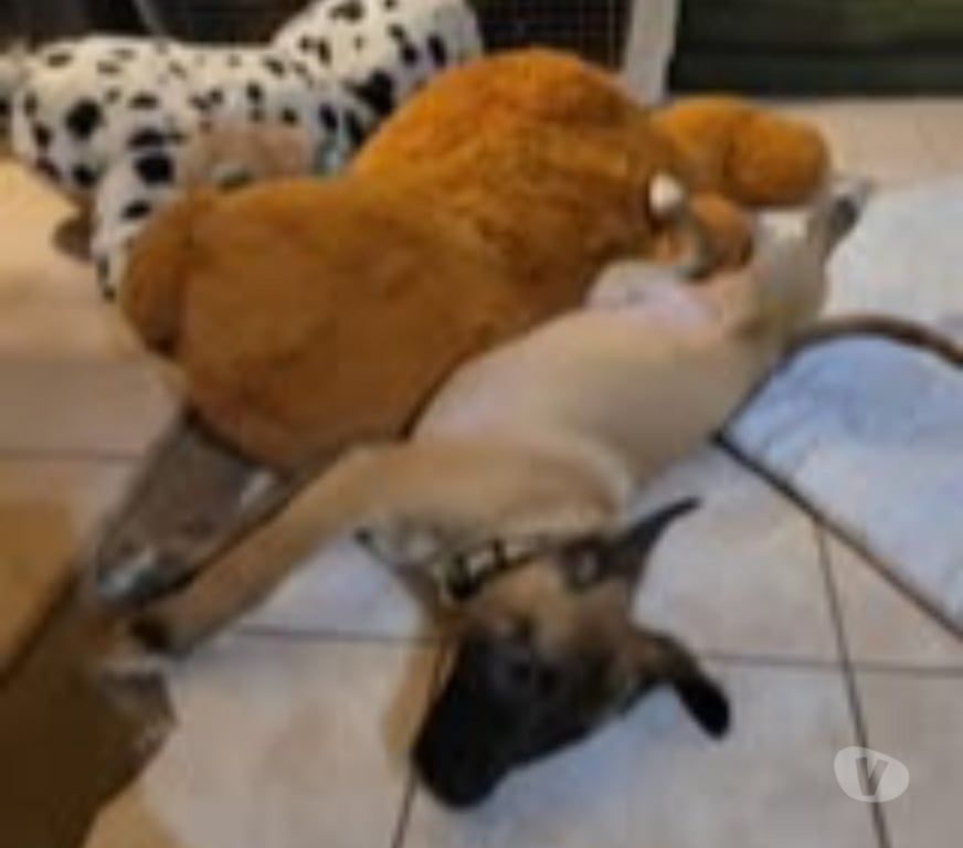 Don animaux Ardèche Meysse - 07400 - Photos Vivastreet Chien ASNO à l adoption