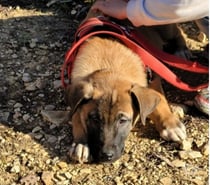 Chien ASNO à l adoption