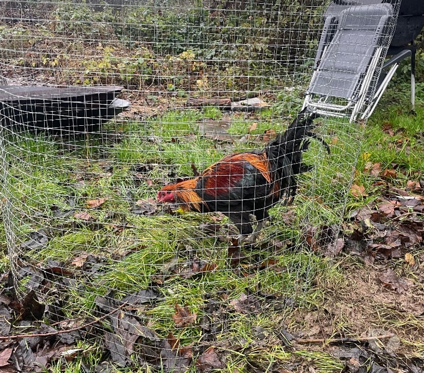 Vente Seine-et-Marne Meaux - 77100 - Photos Vivastreet Coq du nord djape