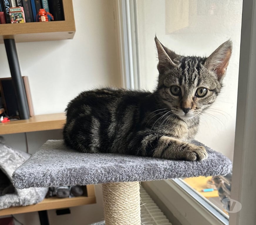 Don animaux Rhône Lyon - Photos Vivastreet AZUR, chaton joueur et câlin