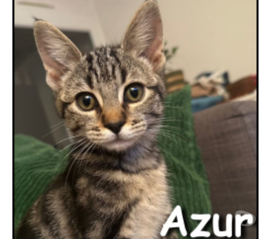 Don animaux Rhône Lyon - Photos Vivastreet AZUR, chaton joueur et câlin