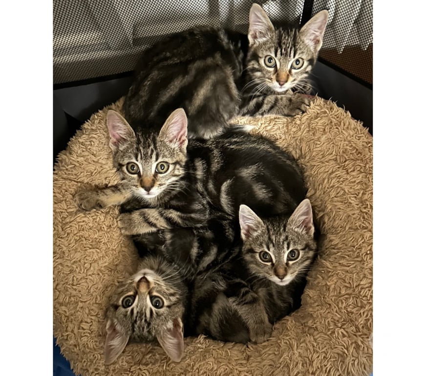 Don animaux Rhône Lyon - Photos Vivastreet AZUR, chaton joueur et câlin