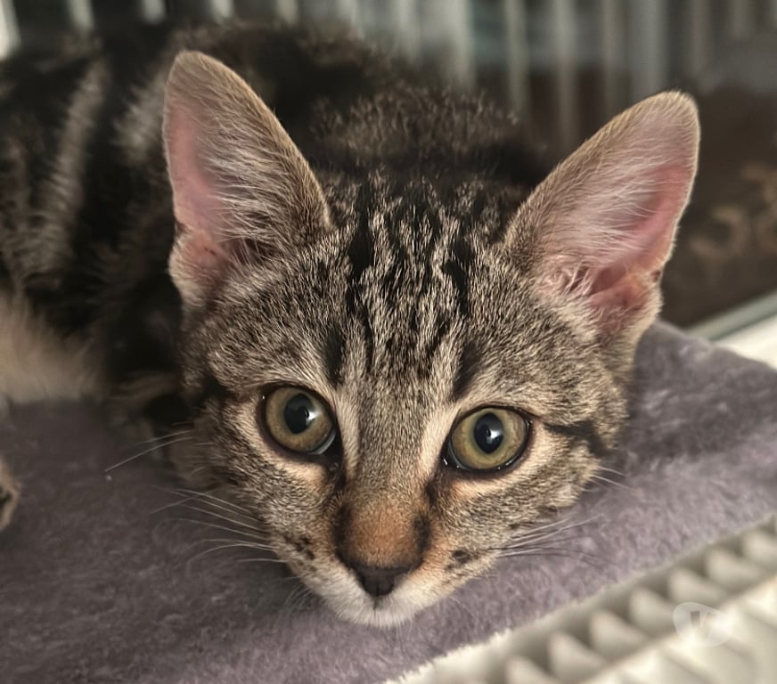 Don animaux Rhône Lyon - Photos Vivastreet AZUR, chaton joueur et câlin