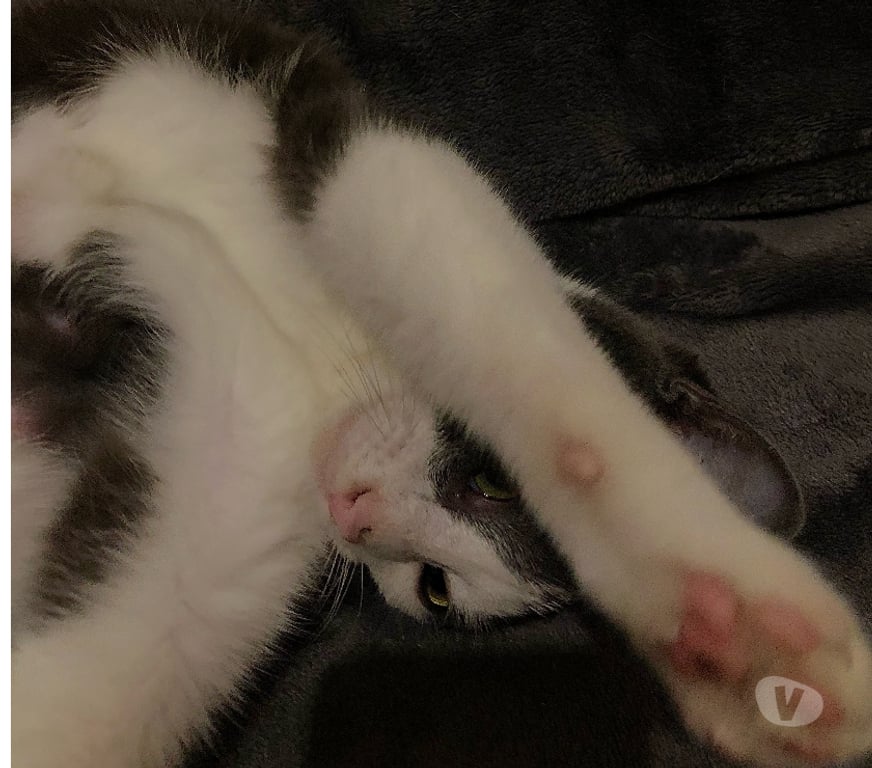 Don animaux Rhône Lyon - Photos Vivastreet ASTRID, chatonne vive et câline