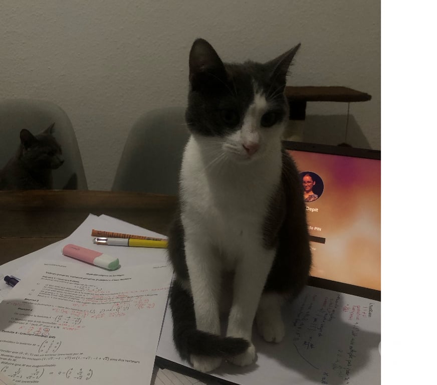 Don animaux Rhône Lyon - Photos Vivastreet ASTRID, chatonne vive et câline