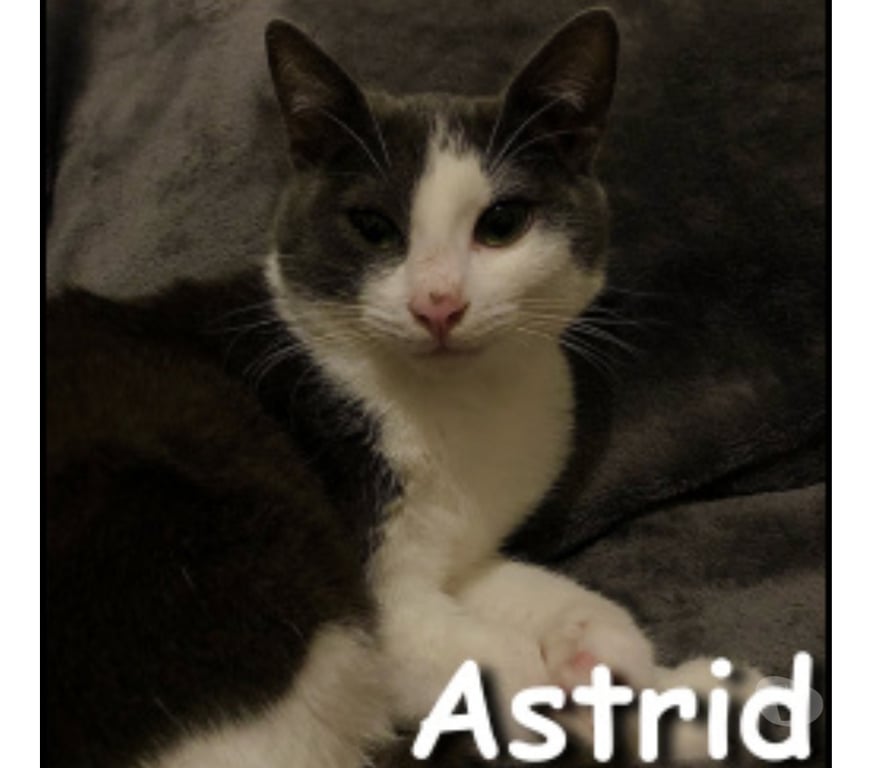 Don animaux Rhône Lyon - Photos Vivastreet ASTRID, chatonne vive et câline