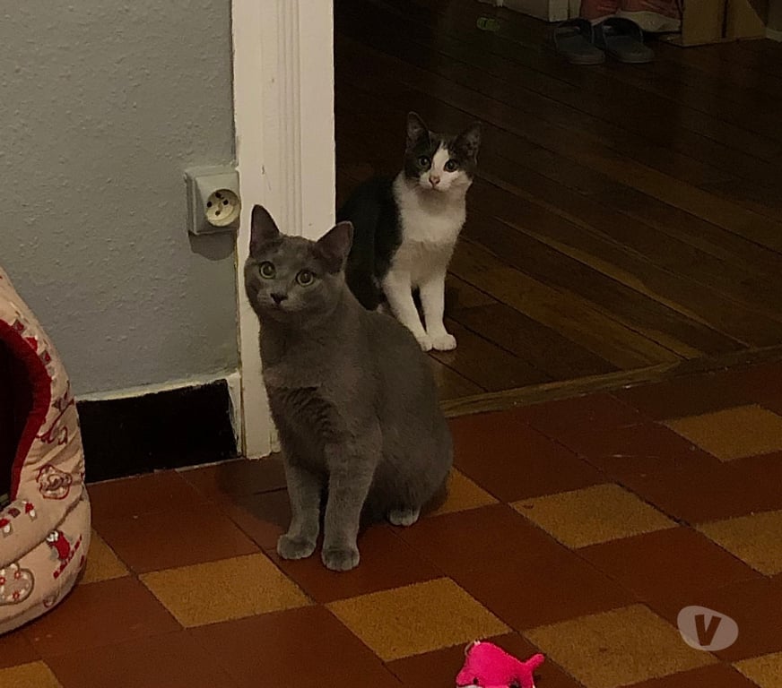 Don animaux Rhône Lyon - Photos Vivastreet APOLLON, chaton doux et affectueux