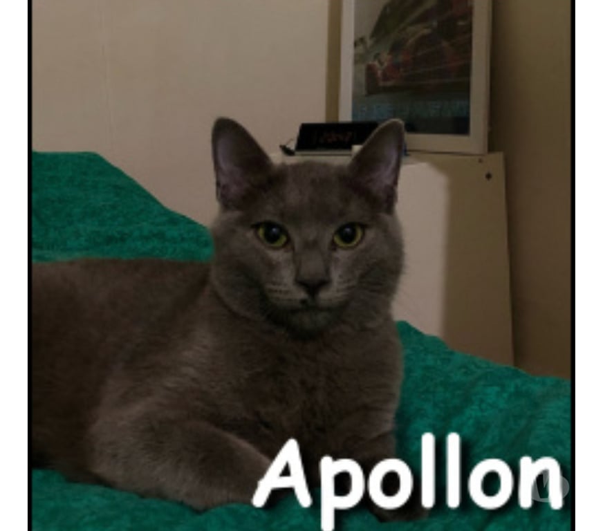 Don animaux Rhône Lyon - Photos Vivastreet APOLLON, chaton doux et affectueux