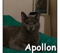 APOLLON, chaton doux et affectueux