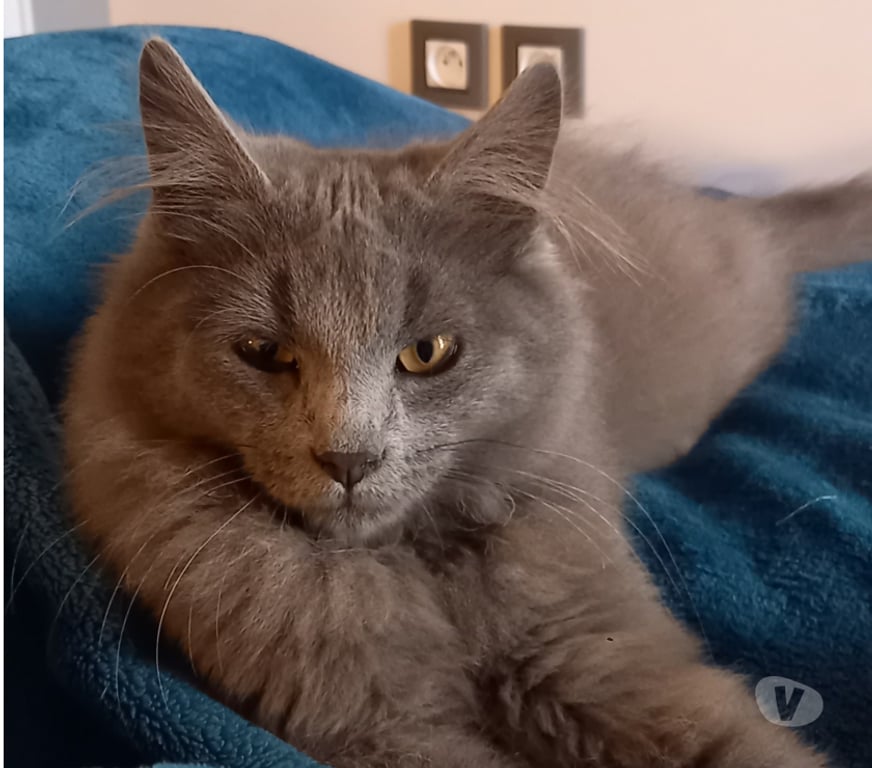 Don animaux Rhône Lyon - Photos Vivastreet ARI, chaton sociable et câlin