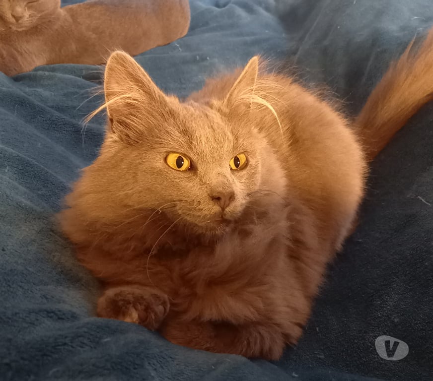 Don animaux Rhône Lyon - Photos Vivastreet ARI, chaton sociable et câlin