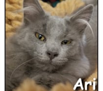 ARI, chaton sociable et câlin