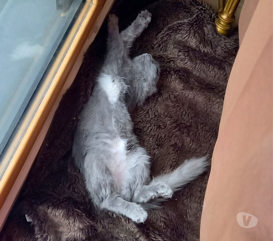 Don animaux Rhône Lyon - Photos Vivastreet AXEL, chaton joueur et charmant