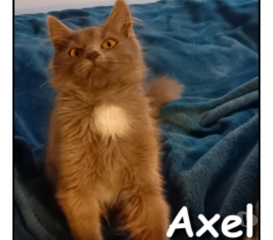 Don animaux Rhône Lyon - Photos Vivastreet AXEL, chaton joueur et charmant