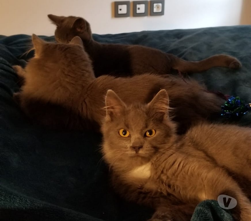 Don animaux Rhône Lyon - Photos Vivastreet AXEL, chaton joueur et charmant