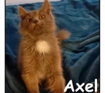 AXEL, chaton joueur et charmant