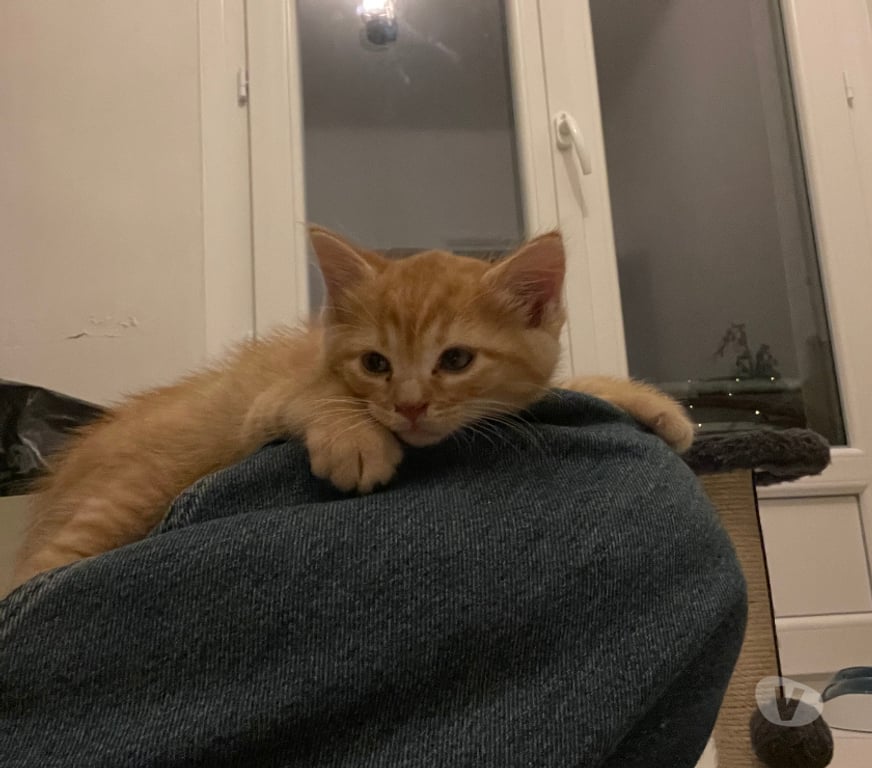 Don animaux Rhône Lyon - Photos Vivastreet ALAMBIC, chaton adorable et joueur