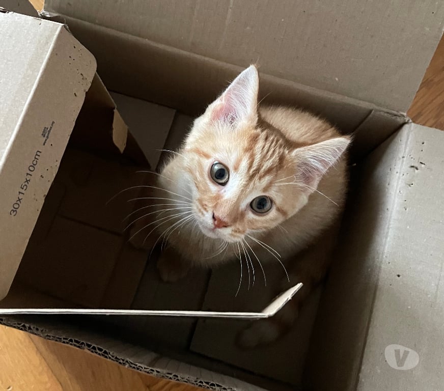 Don animaux Rhône Lyon - Photos Vivastreet ALAMBIC, chaton adorable et joueur