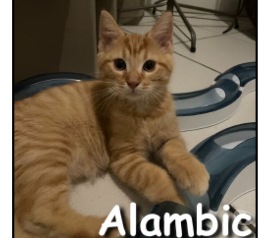 Don animaux Rhône Lyon - Photos Vivastreet ALAMBIC, chaton adorable et joueur