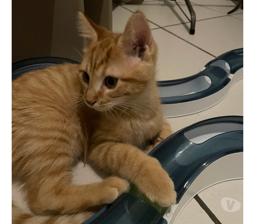 Don animaux Rhône Lyon - Photos Vivastreet ALAMBIC, chaton adorable et joueur