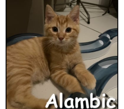 Don animaux Lyon Lyon - Photos Vivastreet ALAMBIC, chaton adorable et joueur