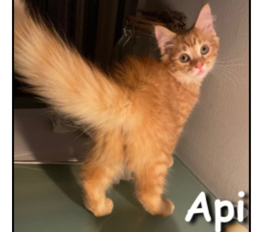 Don animaux Rhône Lyon - Photos Vivastreet API, un amour de chaton