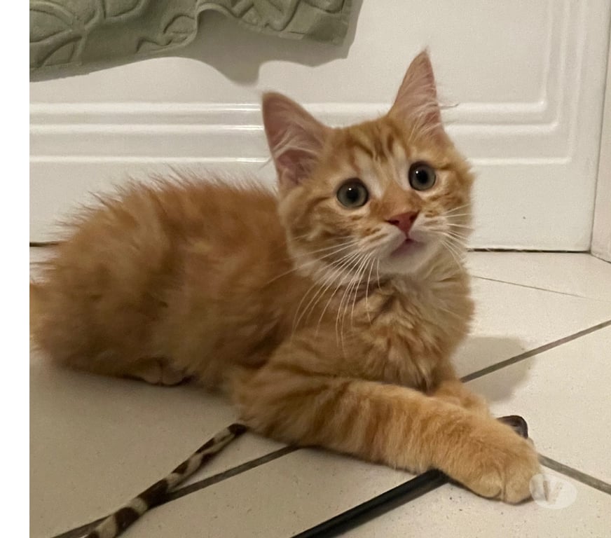 Don animaux Rhône Lyon - Photos Vivastreet API, un amour de chaton