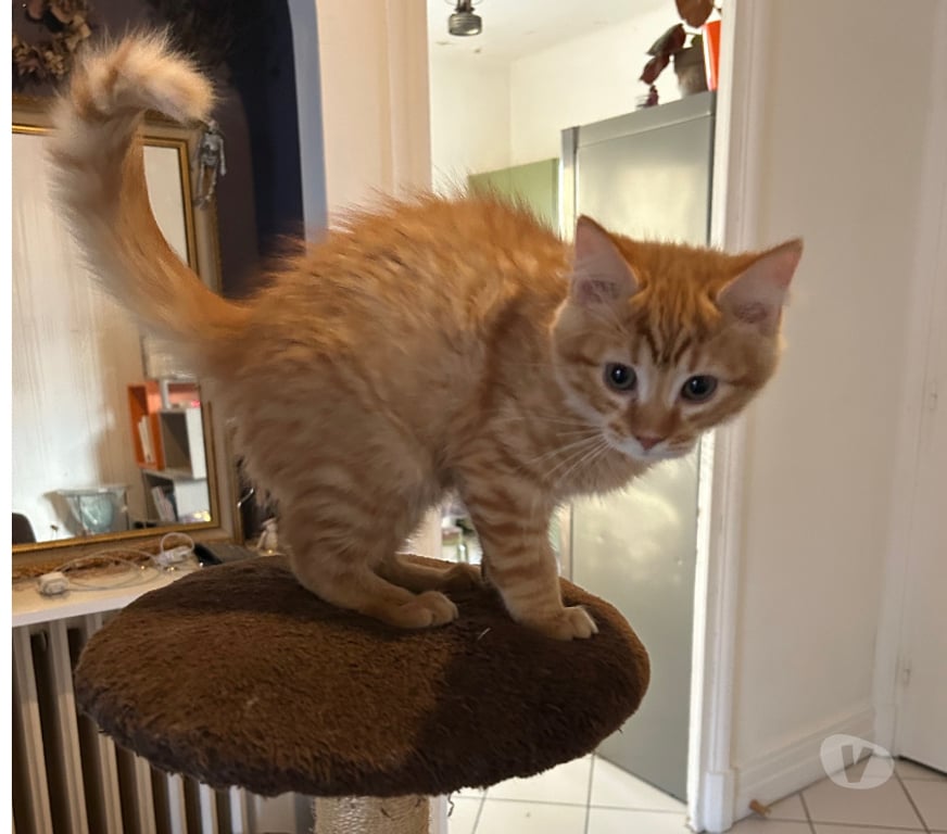 Don animaux Rhône Lyon - Photos Vivastreet API, un amour de chaton