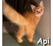 API, un amour de chaton