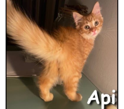 Adoption animaux Lyon Lyon - Photos Vivastreet API, un amour de chaton