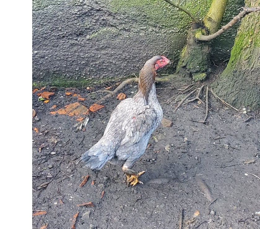 Vente animaux Ste Eulalie Gironde - Photos Vivastreet Coq viet pur race (collection)