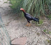 Coq viet pur race (collection)