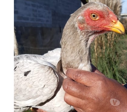 Vente animaux Ste Eulalie Gironde - Photos Vivastreet Coq viet pur race (collection)