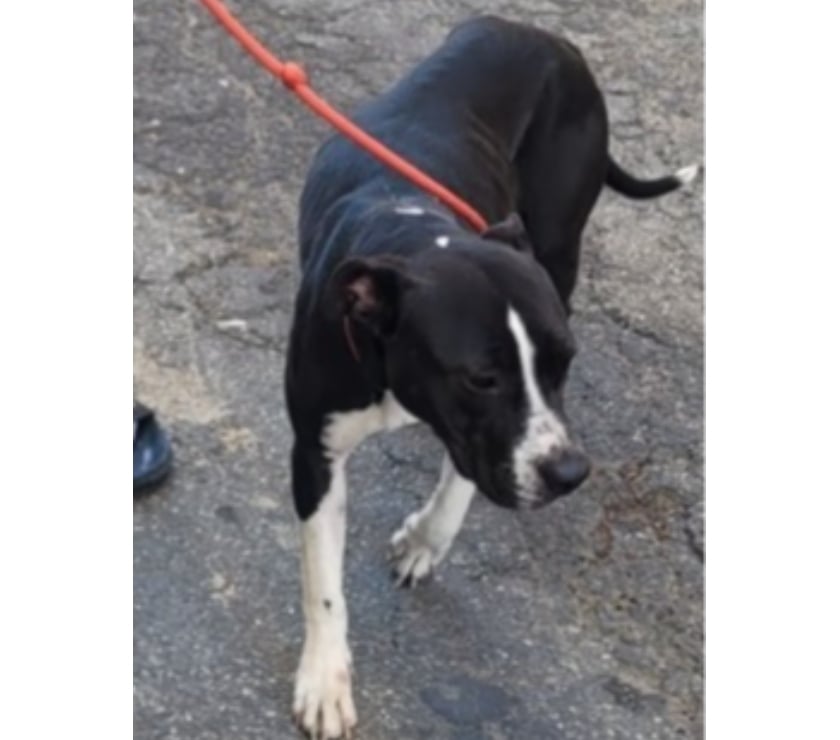 Adoption animaux Beziers Hérault - Photos Vivastreet AGLAE, chien type labrador 1 an non lof