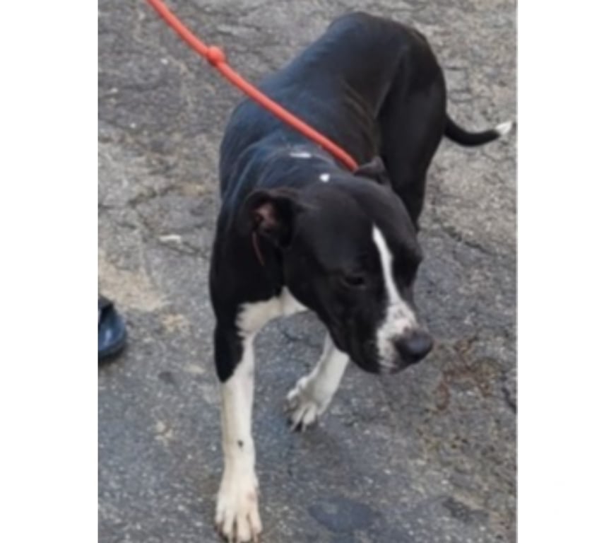 Don animaux Hérault Beziers - 34500 - Photos Vivastreet AGLAE, chien type labrador 1 an non lof