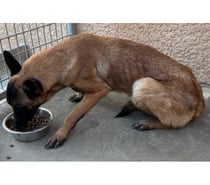 AYLA, chienne type malinoise, 1 an non lof