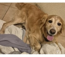 JACOT, chien type golden retriever, 11 an non lof