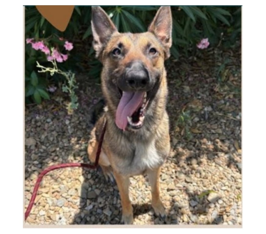Don animaux Hérault Beziers - 34500 - Photos Vivastreet ARIA, chienne type berger allemand, 3 ans non lof