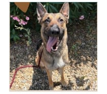 ARIA, chienne type berger allemand, 3 ans non lof