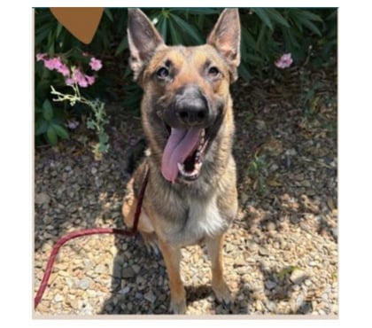 Adoption animaux Beziers Hérault - Photos Vivastreet ARIA, chienne type berger allemand, 3 ans non lof