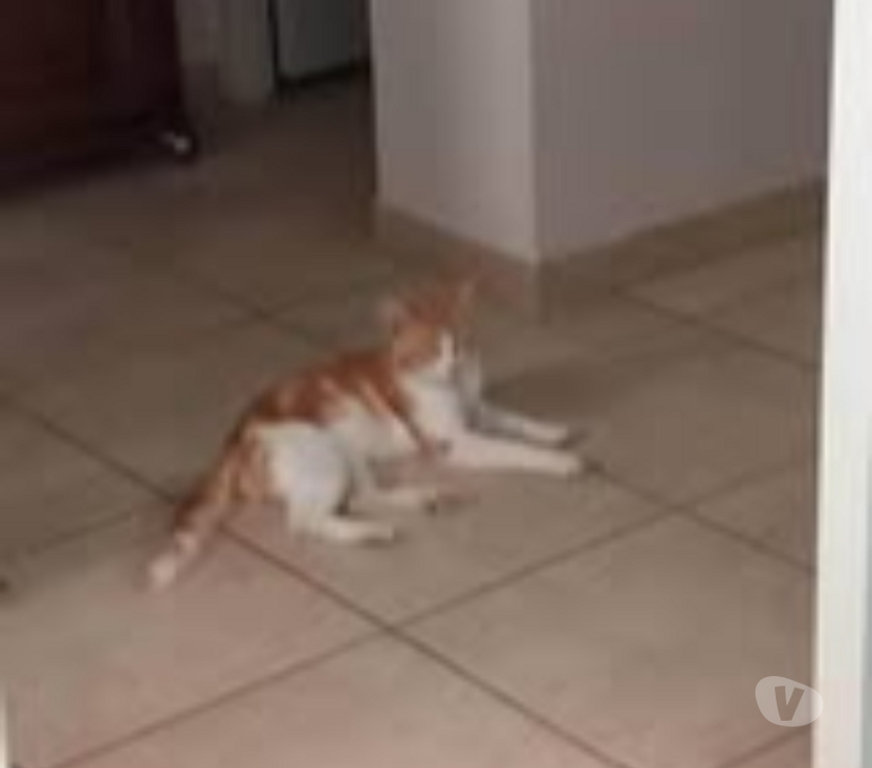 Don animaux Drôme Nyons - 26110 - Photos Vivastreet Chat GAVROCHE à l adoption