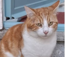 Chat GAVROCHE à l adoption