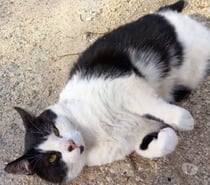 Chat GROMINET à l adoption