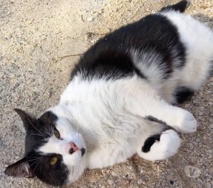 Don animaux Chateauneuf de Galaure Drôme - Photos Vivastreet Chat GROMINET à l adoption