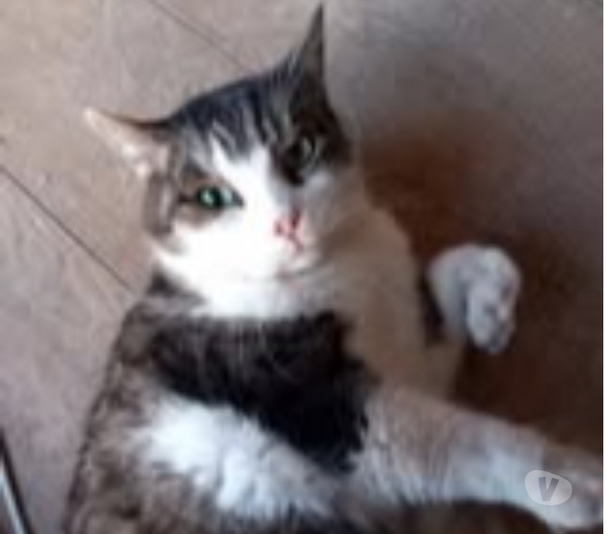 Don animaux Drôme Chateauneuf de Galaure - 26330 - Photos Vivastreet Chat PATAPOUF à l adoption