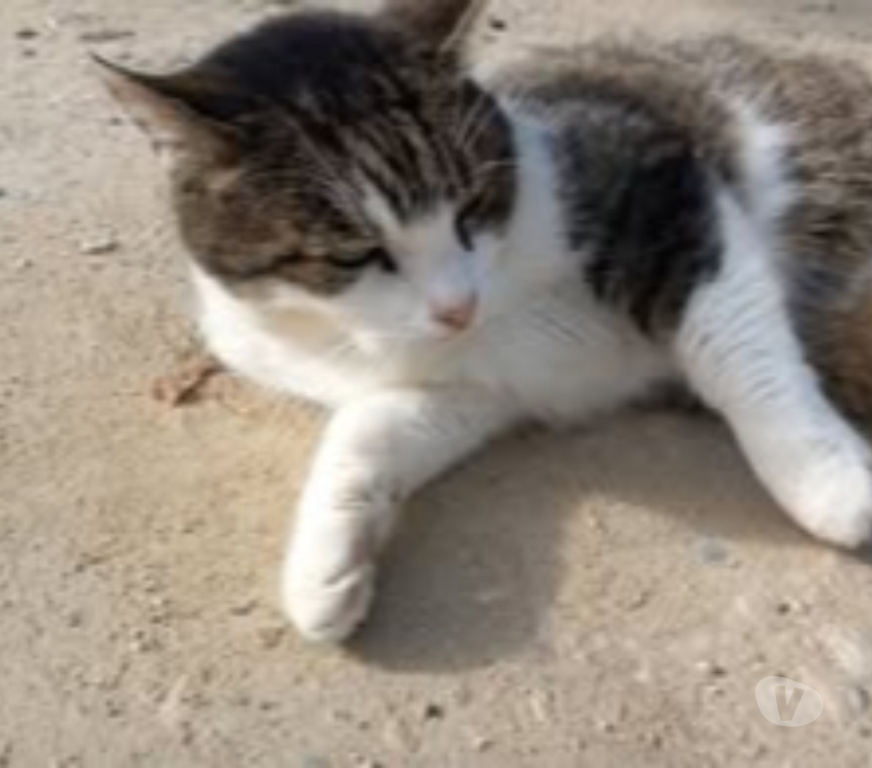 Don animaux Drôme Chateauneuf de Galaure - 26330 - Photos Vivastreet Chat PATAPOUF à l adoption