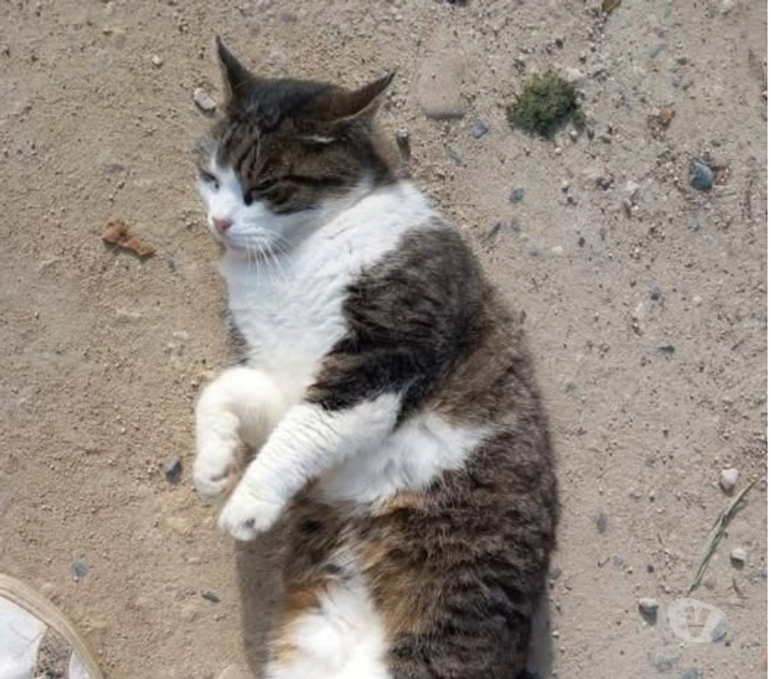 Don animaux Drôme Chateauneuf de Galaure - 26330 - Photos Vivastreet Chat PATAPOUF à l adoption