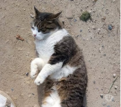 Adoption animaux Chateauneuf de Galaure Drôme - Photos Vivastreet Chat PATAPOUF à l adoption