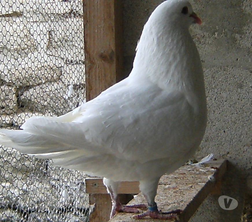 Vente Seine-et-Marne Bagneaux sur Loing - 77167 - Photos Vivastreet Pigeons de chair