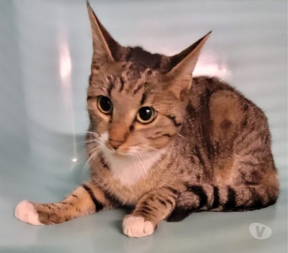 Adoption animaux Beziers Hérault - Photos Vivastreet ALISTER, chat tigré type européen non lof